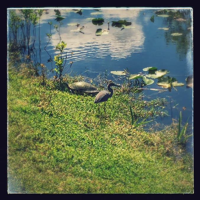 From the desert to the swamp