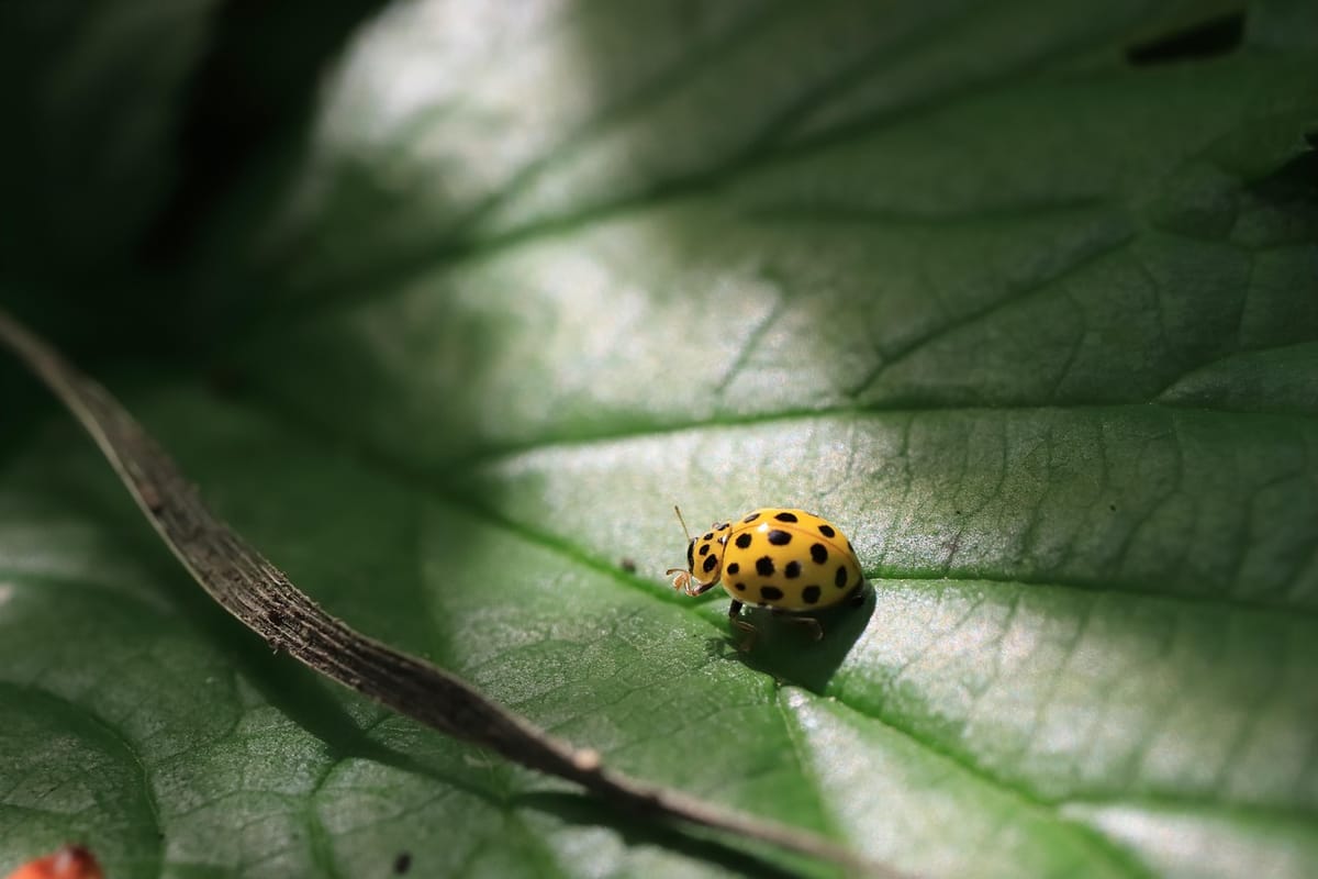 the fabric of summer