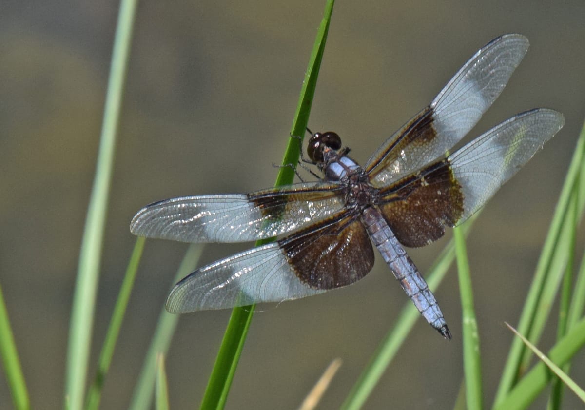 Dragonflies Faster Than the Eye Can See