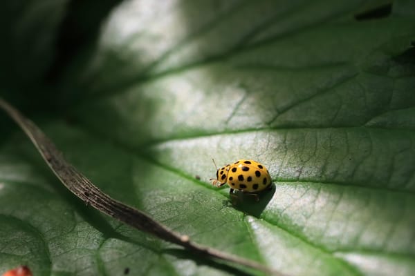 the fabric of summer